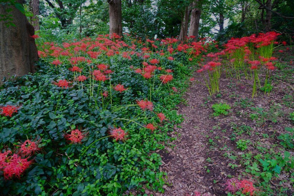 蚊屋島神社の彼岸花
