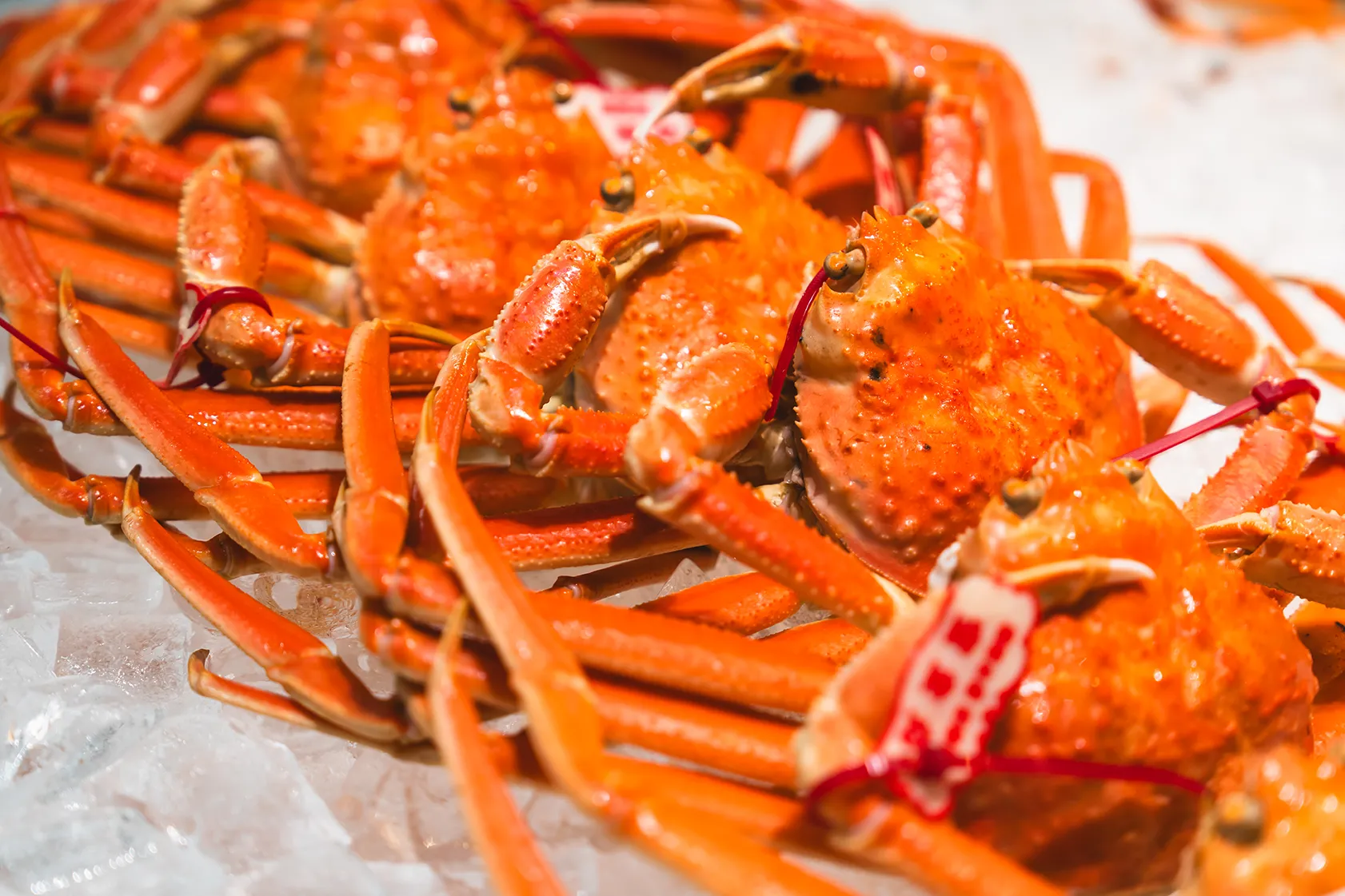 新鮮な松葉がに