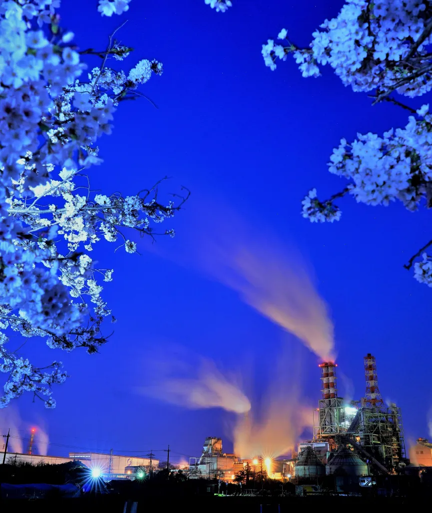 夜桜と王子製紙