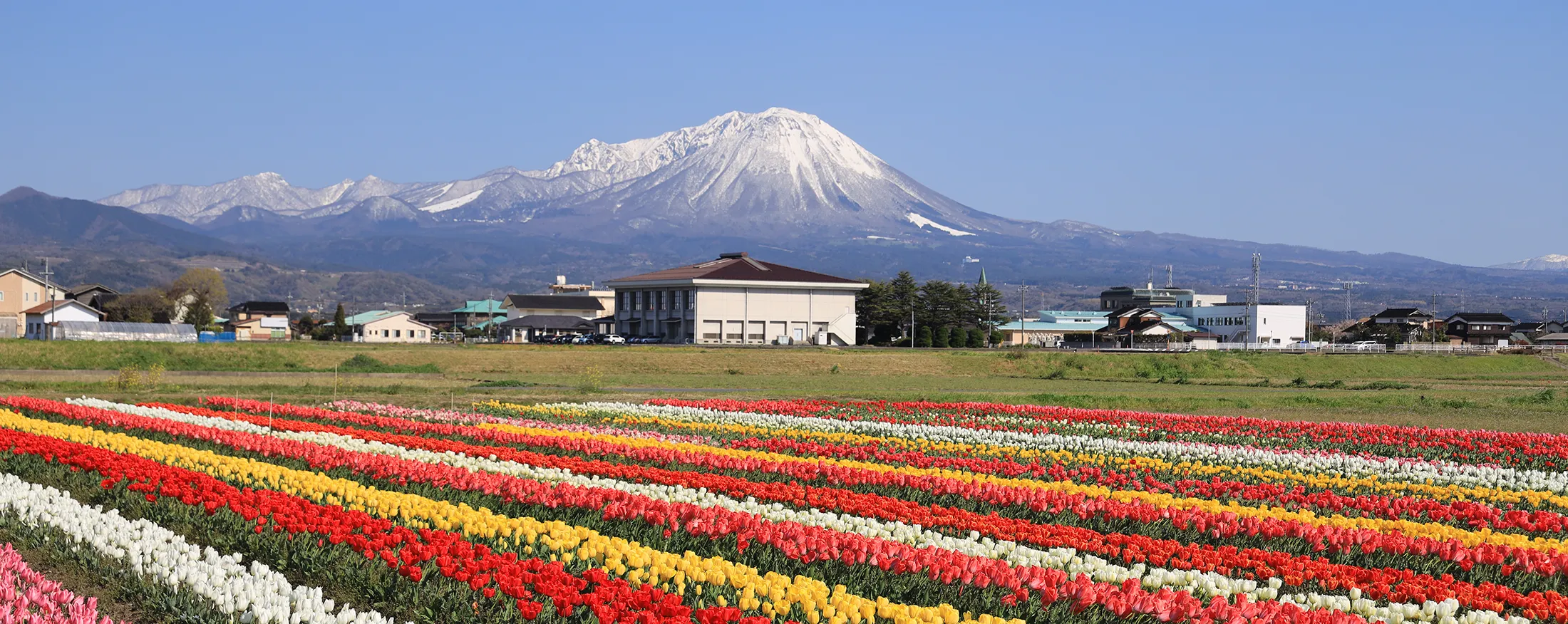 チューリップと大山