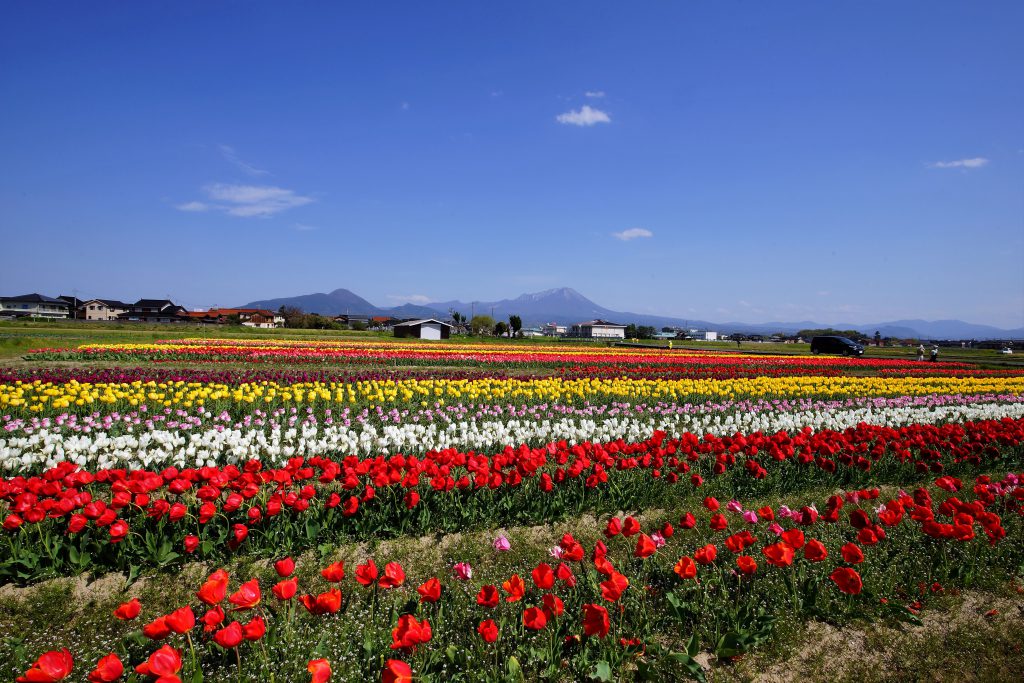 チューリップ畑