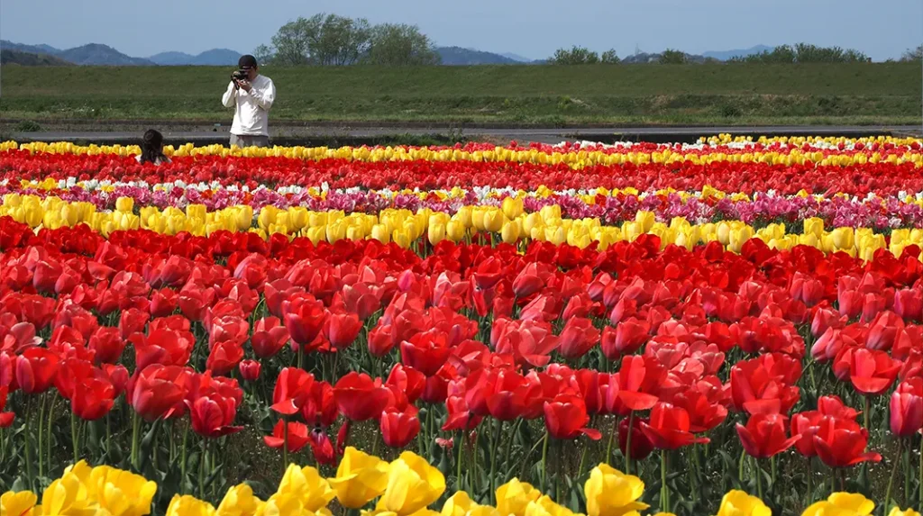 チューリップ畑