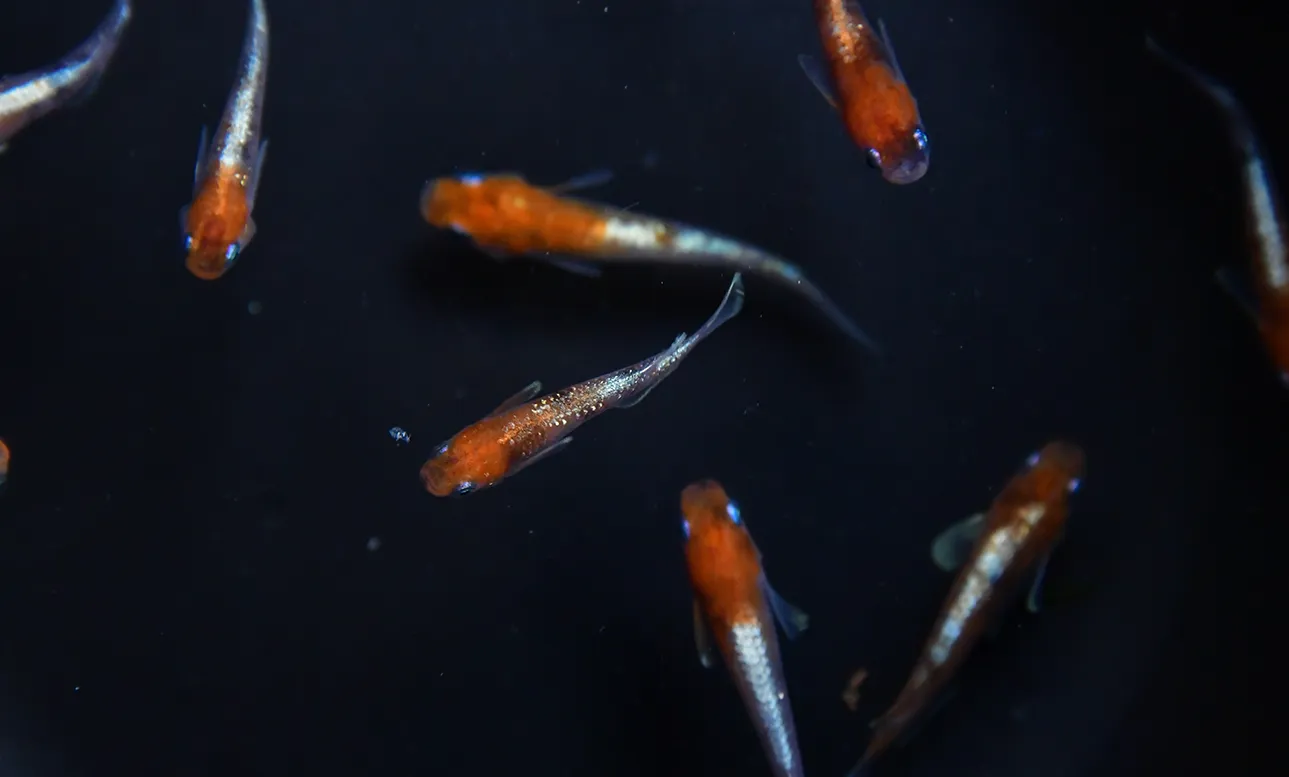 20年以上続く飼育