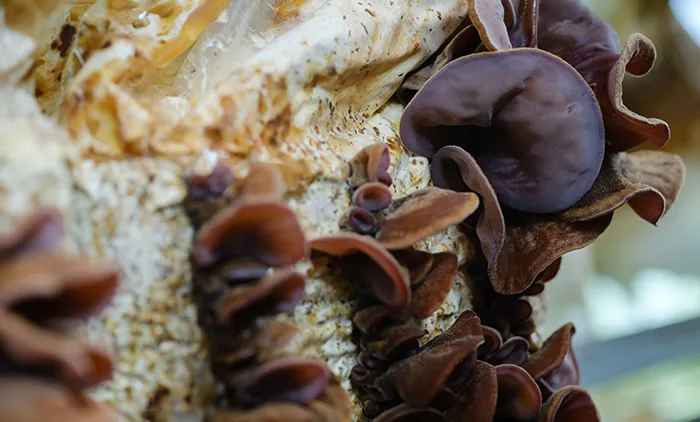 環境に配慮した栽培